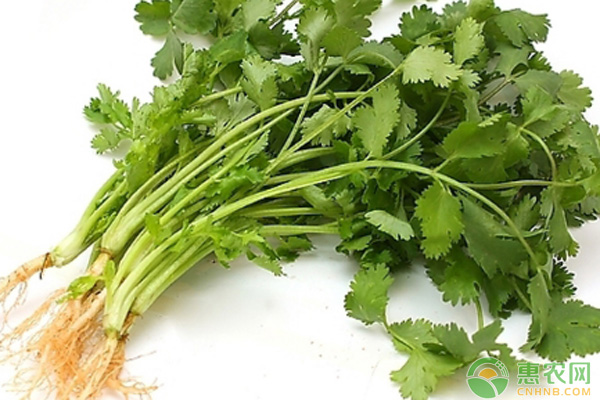 香菜价格行情