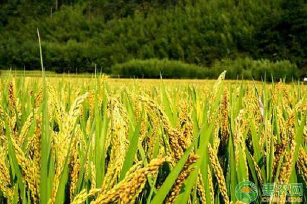 现在水稻多少钱一斤？8月29日全国水稻最新价格行情
