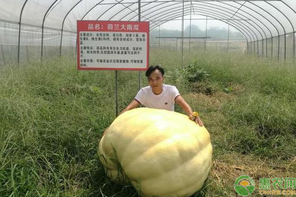 巨人南瓜栽培技巧及种植前景分析