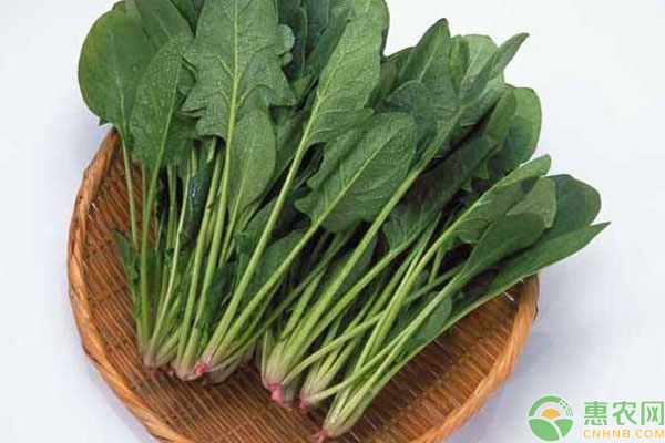 菠菜行情