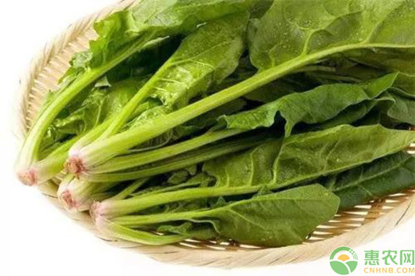 菠菜价格行情