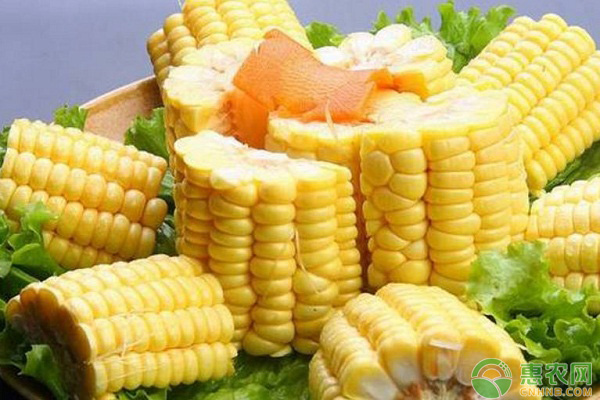 玉米日评：局部粮源偏紧 短期走势坚挺