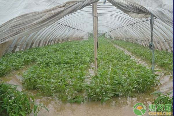 近期蔬菜市场价格上涨明显，究竟是什么原因导致的？