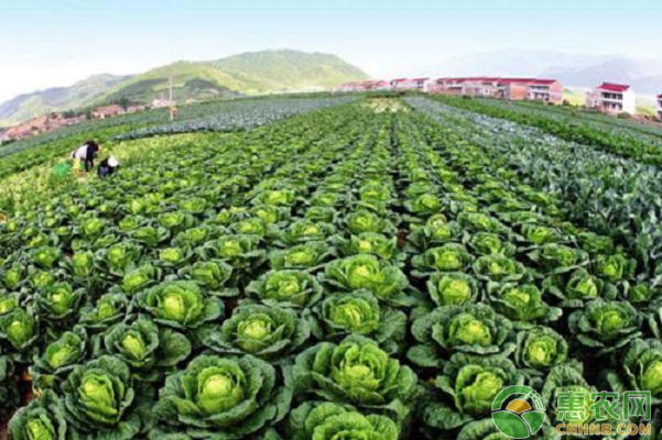 近期蔬菜市场价格上涨明显，究竟是什么原因导致的？