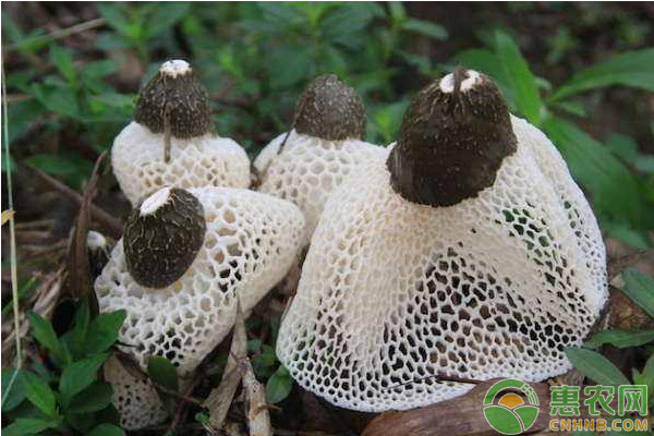 竹荪种植前景如何？多少钱一斤？竹荪市场前景分析