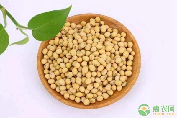 黄豆不能和哪些食物同吃？黄豆食用功效及食用禁忌