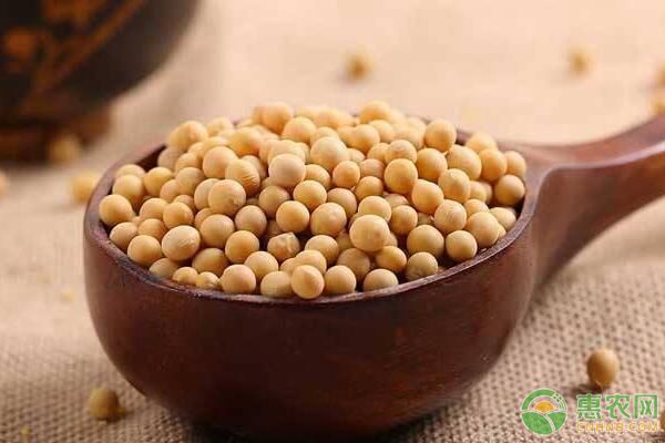 黄豆不能和哪些食物同吃？黄豆食用功效及食用禁忌