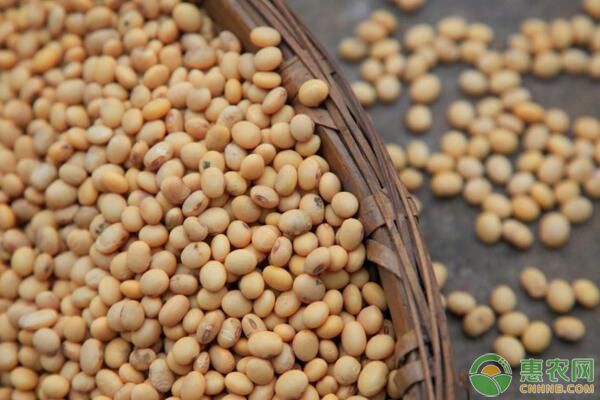 黄豆不能和哪些食物同吃？黄豆食用功效及食用禁忌