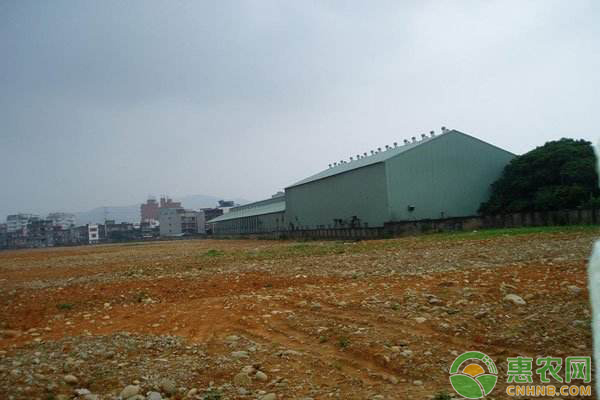 沙地变身“金土地” 种出致富新希望