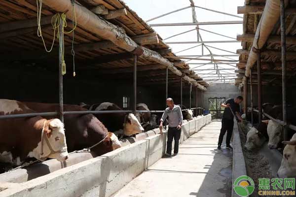 特色养殖助轮台县开启致富“牛”路子