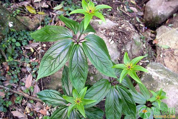 七叶一枝花种植前景