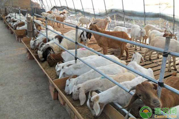 肥西农牧养殖原料:国家对养羊牧民有什么补贴政策吗?