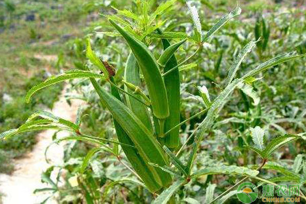 秋葵种植赚钱吗？市场前景如何？（附种植技术要点）