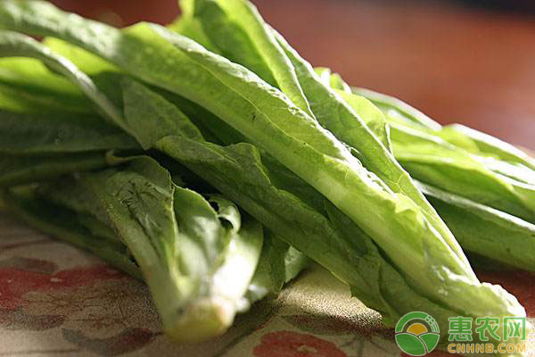 2018年油麦菜多少钱一斤？有哪些功效与作用？（附市场前景分析）