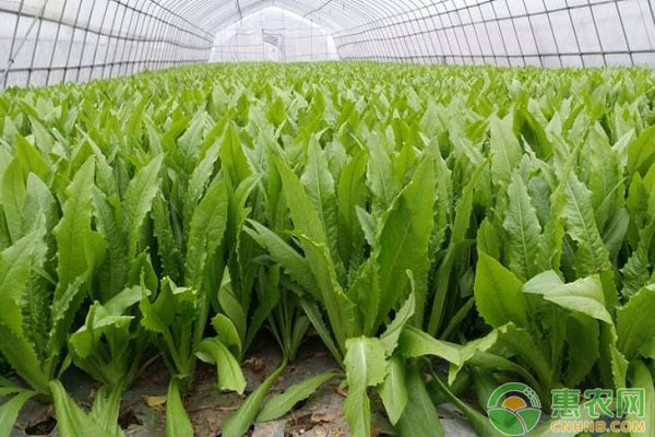 2018年油麦菜多少钱一斤？有哪些功效与作用？（附市场前景分析）