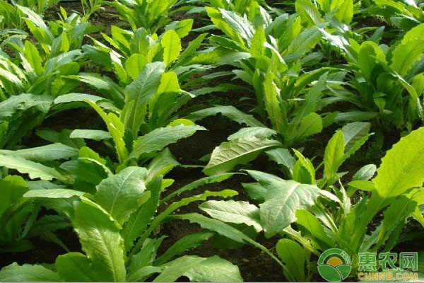 2018年油麦菜多少钱一斤？有哪些功效与作用？（附市场前景分析）
