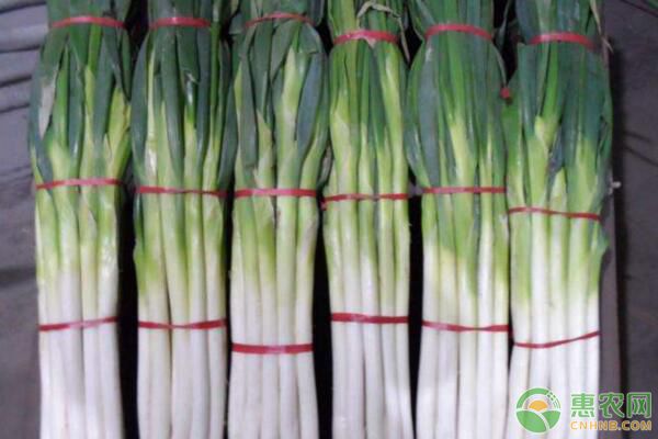 现在大葱价格多少钱一斤？2018下半年大葱价格行情预测