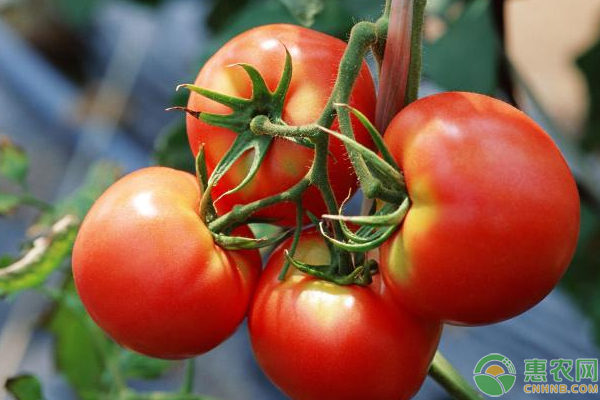 西红柿多少钱一斤？种植前景如何？