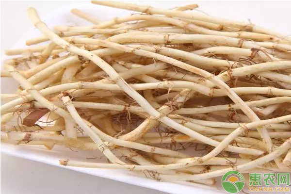 鱼腥草怎么吃？有哪些功效与作用？鱼腥草种植前景分析