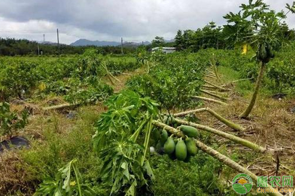 台风山竹导致农作物受灾怎么办？如何补救？