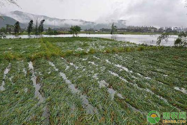 台风山竹导致农作物受灾如何补救？