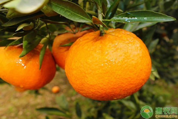 2018年最新产区柑橘收购价格及市场综评