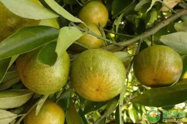 2018年最新产区柑橘收购价格及市场综评