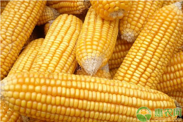 2018年玉米价格多少钱一斤？最新玉米收购价格汇总