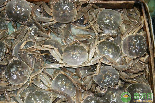 中秋过后大闸蟹价格多少钱一斤？2018大闸蟹产区最新价格行情