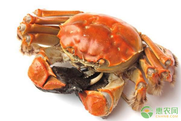 大闸蟹有哪些功效和作用？大闸蟹营养价值及食用注意事项