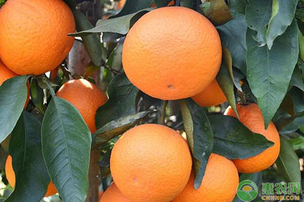 柑橘品种有哪些？柑橘品种大全