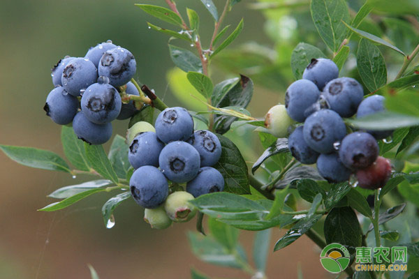 蓝莓有哪些营养价值？蓝莓八大功效及营养价值