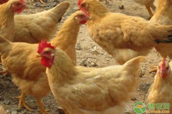 冬季家禽禽流感疫情高发期，我们如何预防感染禽流感？
