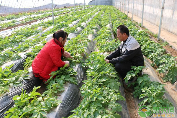 农村大棚蔬菜种植推荐