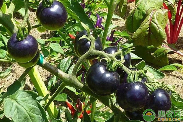黑番茄种植成本