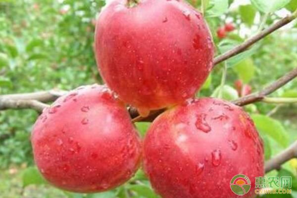 今日苹果多少钱一斤？2018年各地苹果市场收购价格
