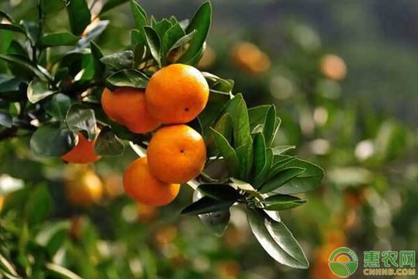 常见的柑橘品种有哪些？目前最好的柑橘品种是哪个？