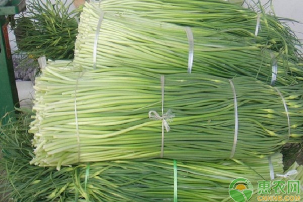 我国蒜苔的主产地在哪？蒜苔有哪些功效和作用？