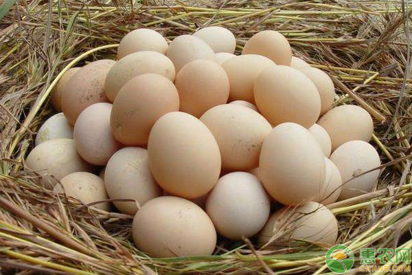 鸡蛋价格涨跌如何？多少钱一斤？（附价格表）