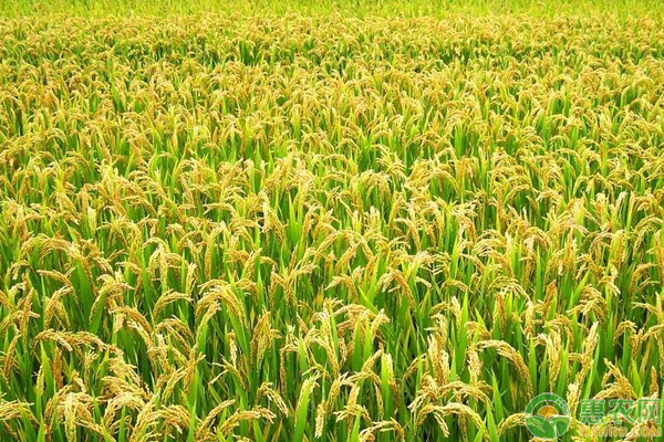 水稻收购价多少？2019年最新水稻新粮收购价预测