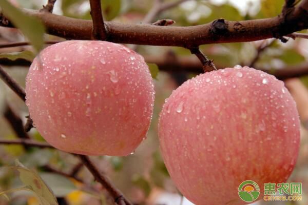 苹果多少钱一斤？2018年各地苹果收购行情分析