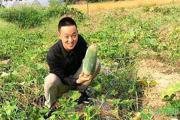 农民<a href='https://www.cnhnb.com/p/sczw/' class='j-href' target='_blank'><span style='color:#FF8001'>蔬菜</span></a>种植