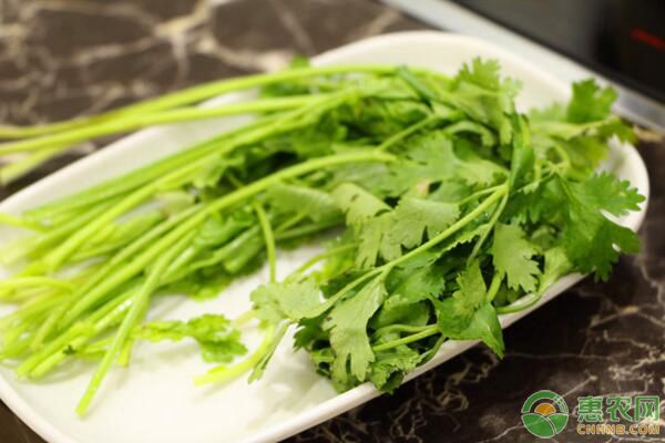 香菜多少钱一斤？2018全国香菜收购价格行情