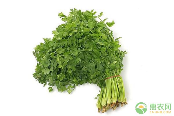 香菜多少钱一斤？2018全国香菜收购价格行情