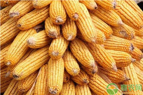 今天玉米价格多少钱一斤?2018年各地玉米最新