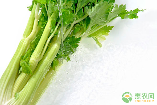 芹菜价格新行情