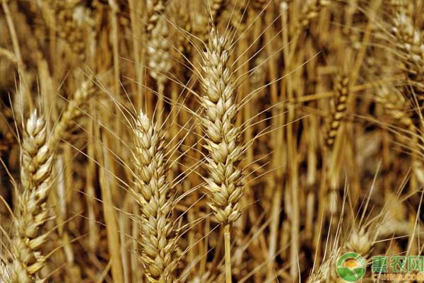 今日小麦多少钱一斤?2018全国各个地区小麦收