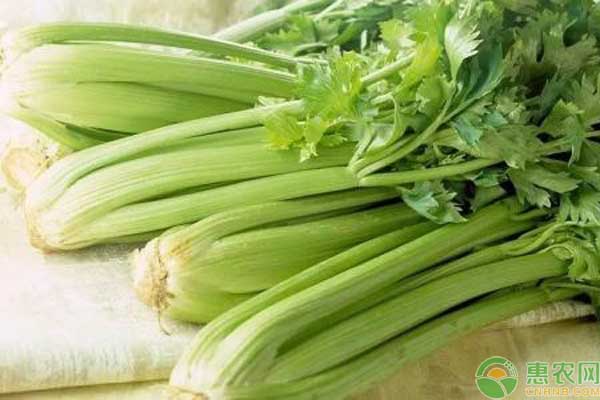 芹菜行情