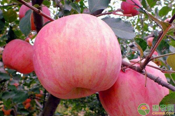 今日苹果多少钱一斤？寒冬时节，各地苹果收购行情如何？