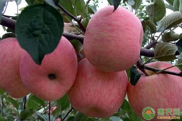 今日苹果多少钱一斤？寒冬时节，各地苹果收购行情如何？